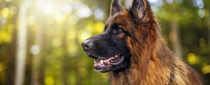  Welkom op de site van VDH Afdeling Drenthe